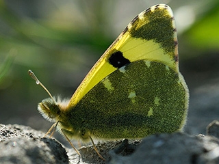 Campaña para salvar a una mariposa única en Andalucía