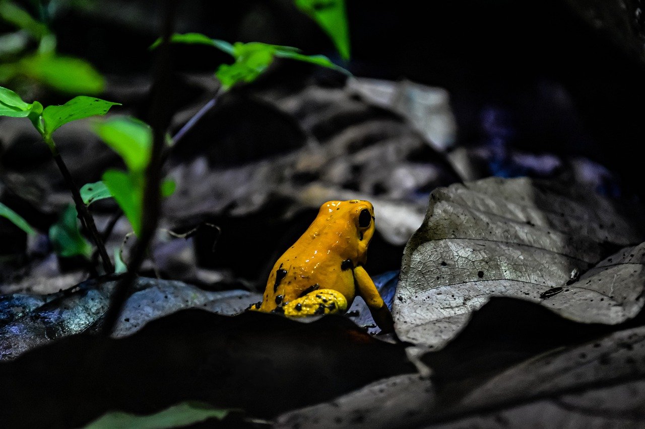 Animales rescatados habitarán una laguna en Colombia