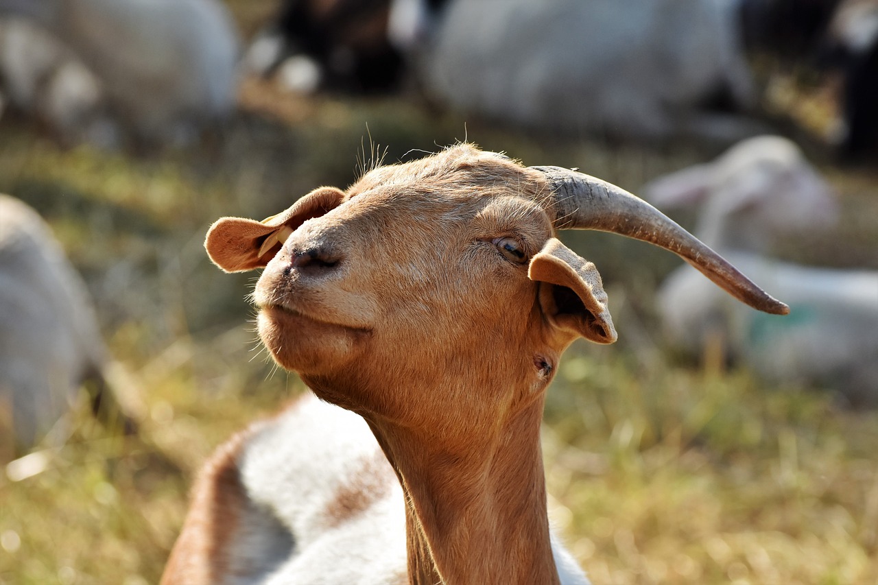 Roban cuatro cabras en un santuario valenciano