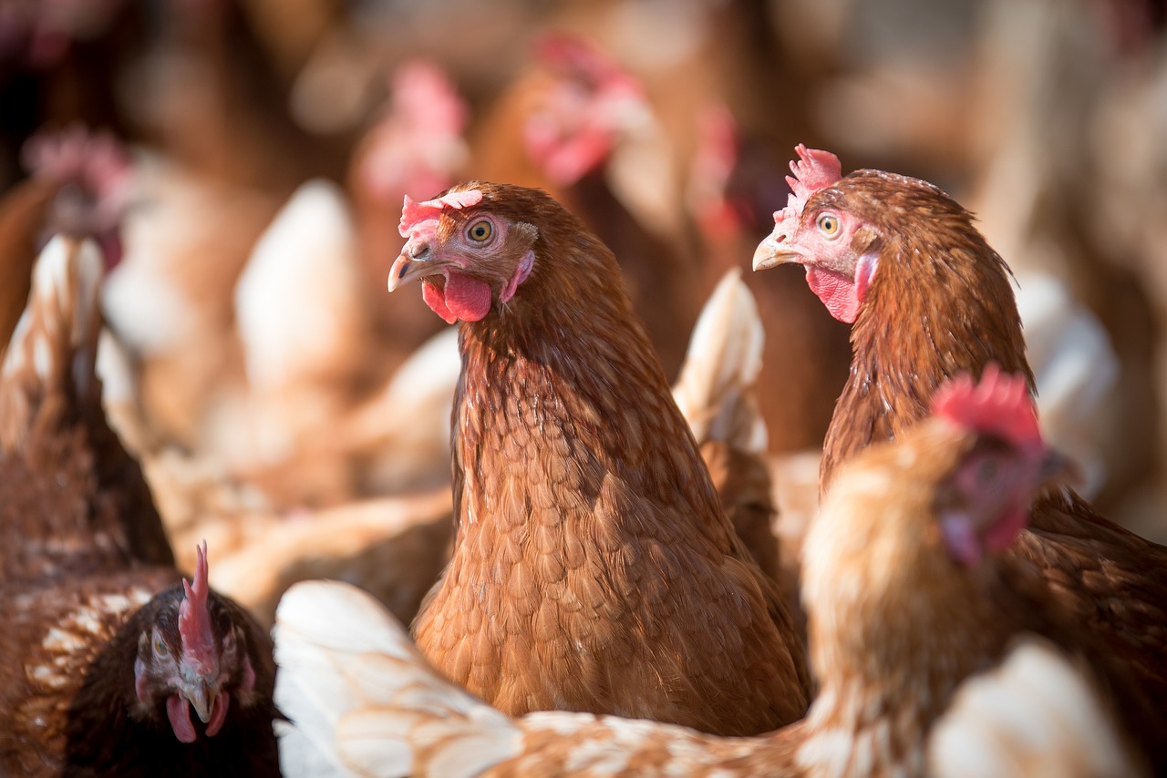 Gallinas mueren en el incendio de una granja en Texas