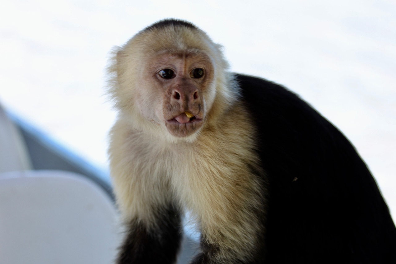 Primates no han sido trasladados a un santuario en Argentina