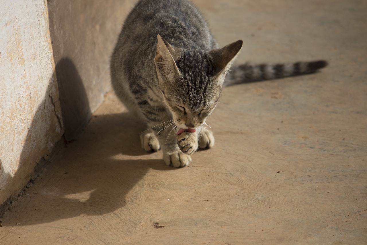 Investigan un banco de sangre de animales en Estados Unidos