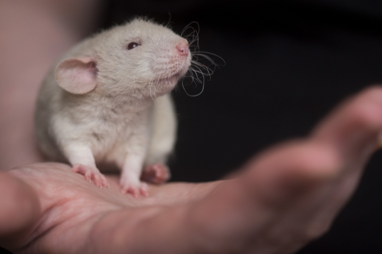 Uso de animales en laboratorios de Irlanda