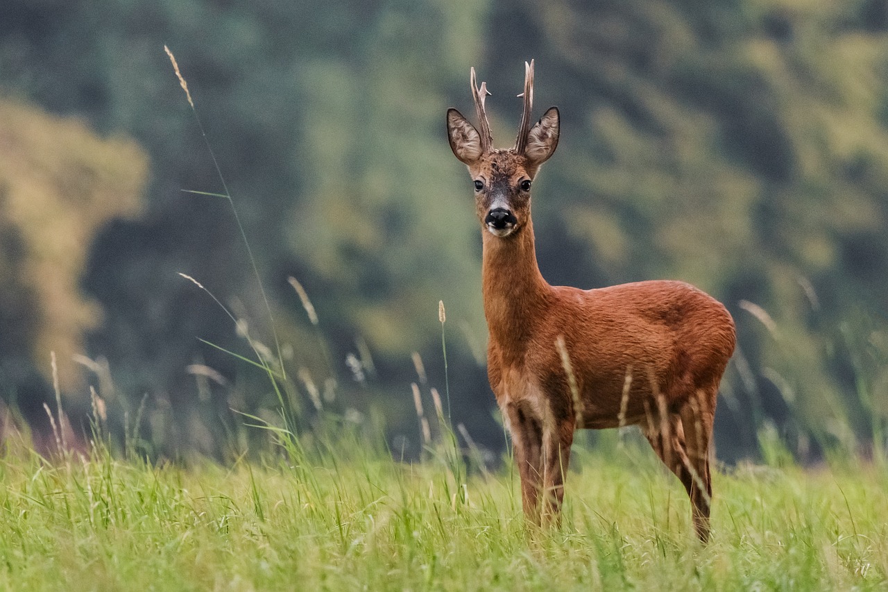 Corzos y otros animales víctimas del canal de Arriola en León