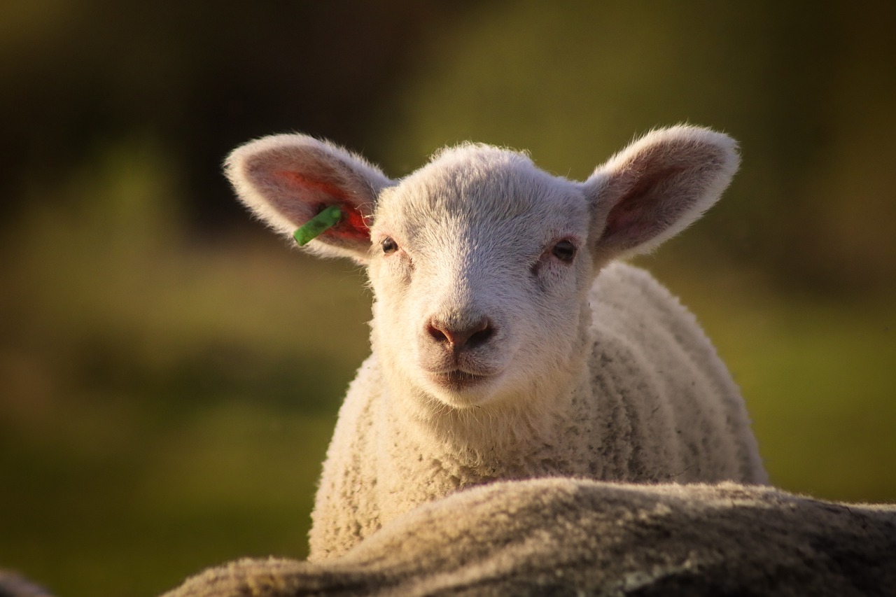 La Sociedad Vegetariana de Irlanda ahora es vegana