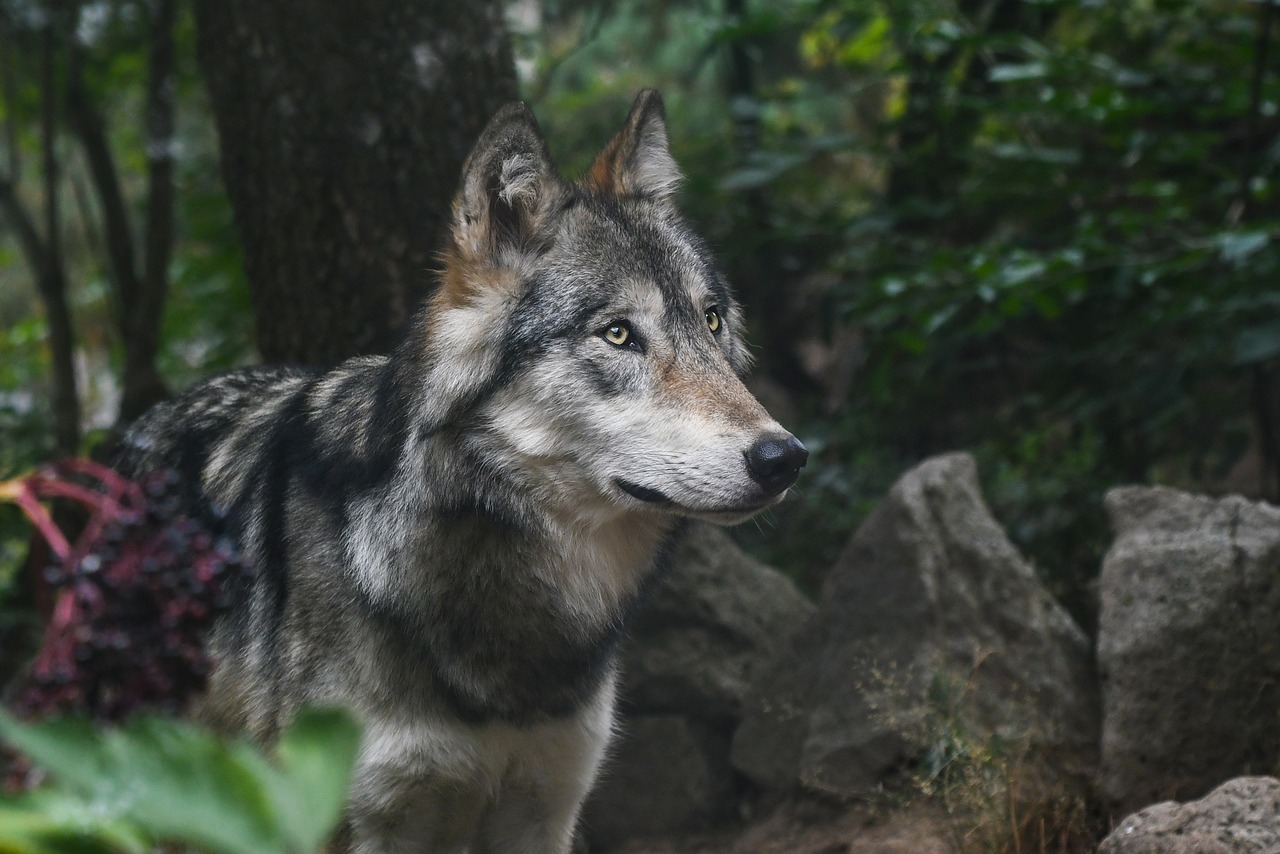 Un lobo recorre más de 1200 km entre Alemania y Lleida