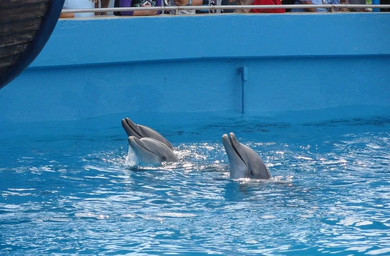 El Miami Seaquarium pierde su acreditación de «bienestar animal»