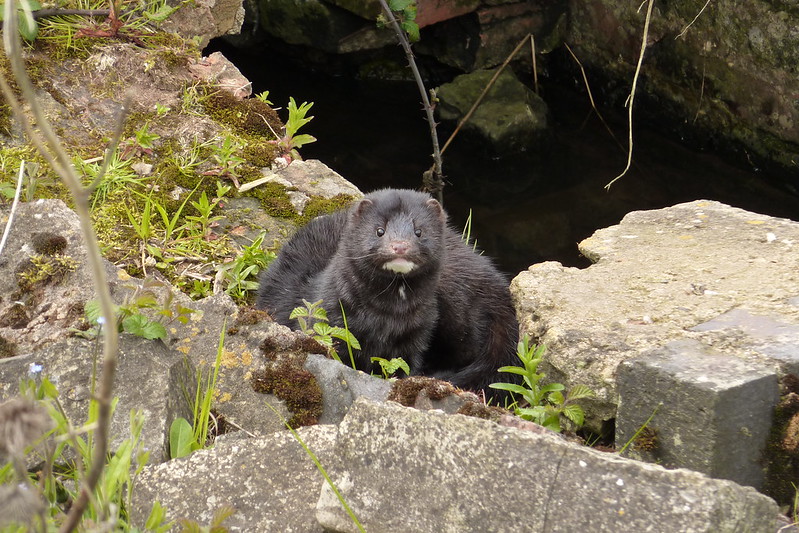 Solo 142 visones europeos sobreviven en España