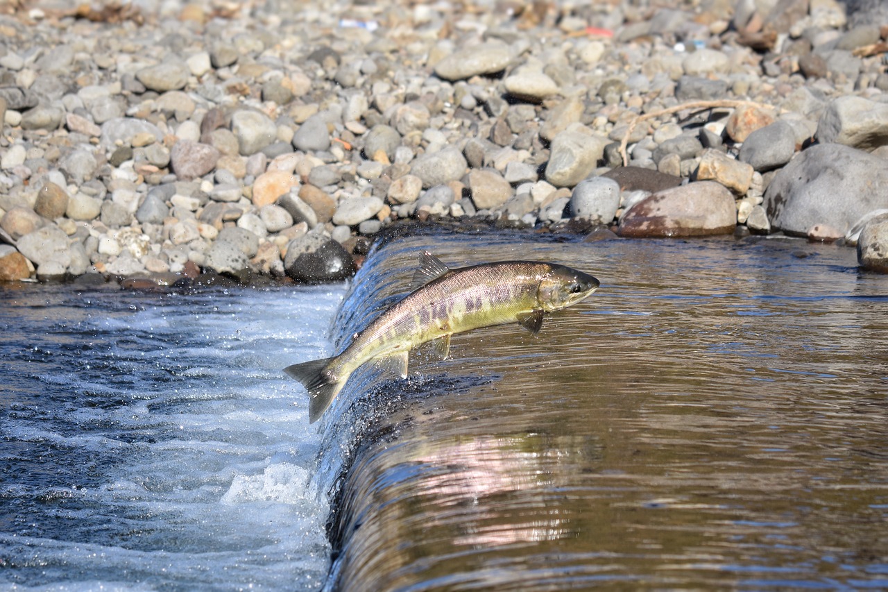 Derribo de una presa permite el regreso de salmones