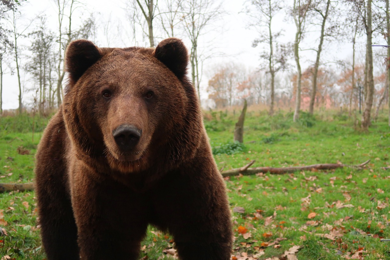 Matan a un oso en Italia por acercarse a personas