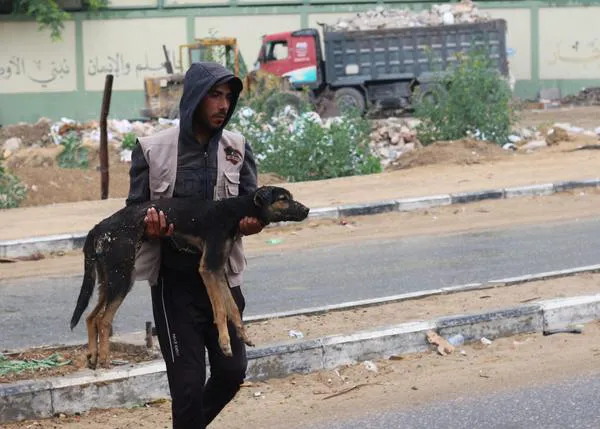 La situación de los animales en Gaza es crítica