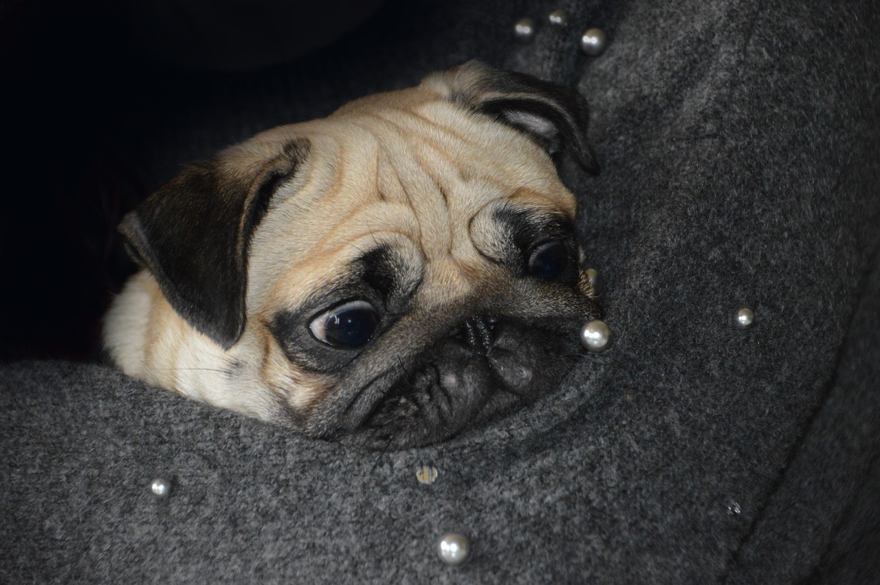 ¿Cirugía plástica para perros? La campaña de una organización danesa contra la cría de animales de razas con rasgos «extremos»