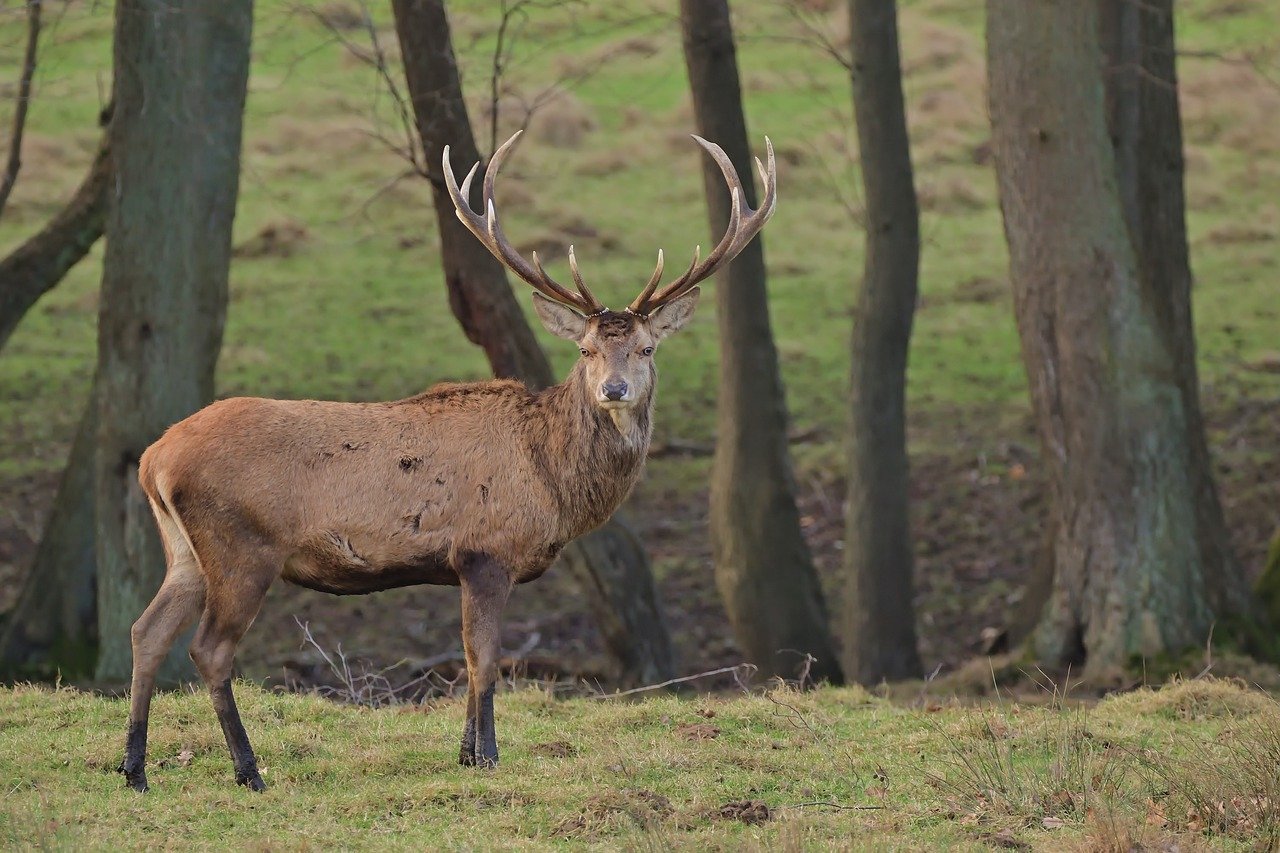 36 ciervos fueron víctimas de los cazadores en la Sierra de la Culebra la temporada pasada