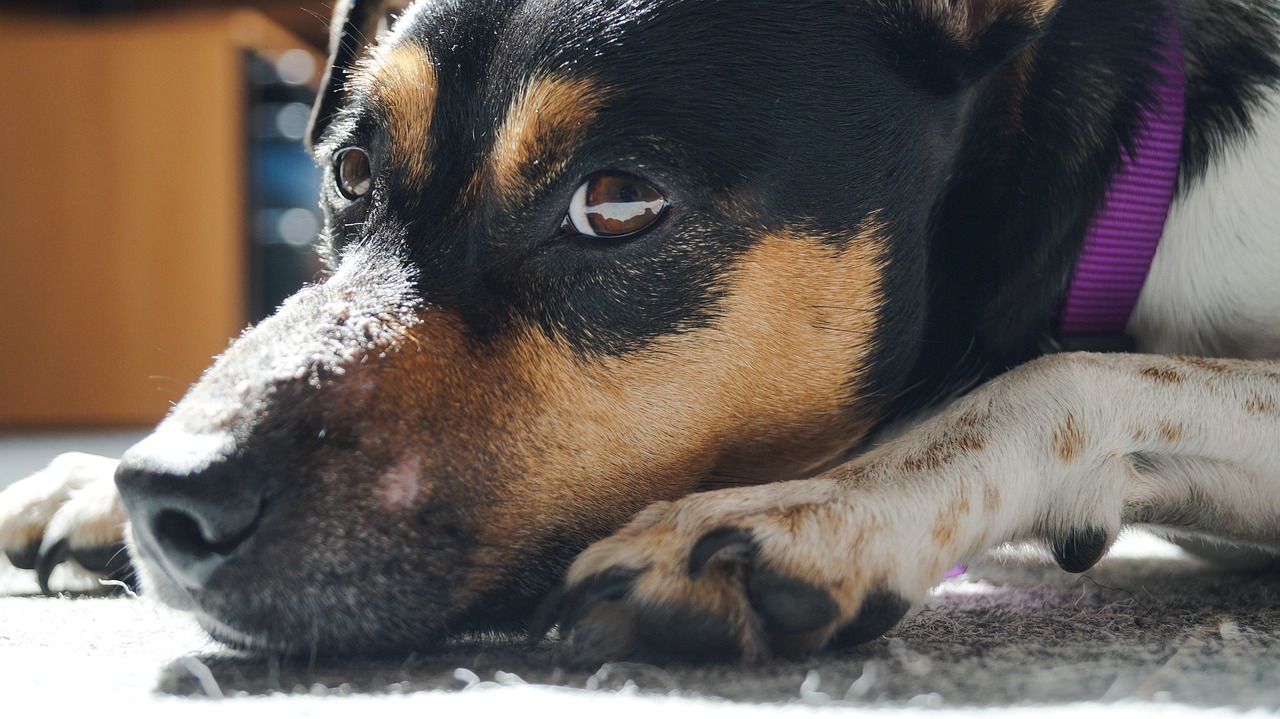 El 70% de los perros abandonados procede de la caza