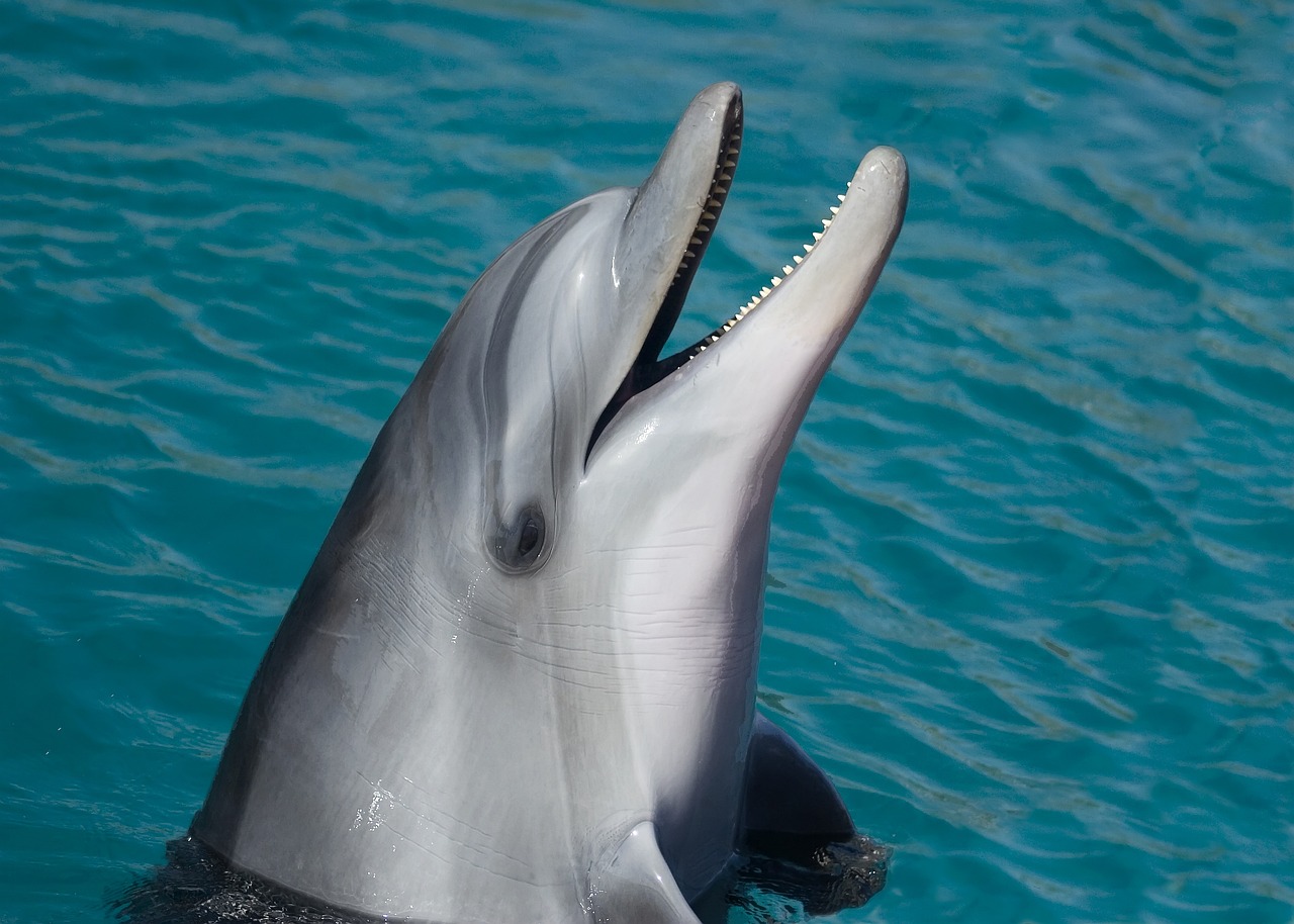 Cacerías de delfines en Taiji