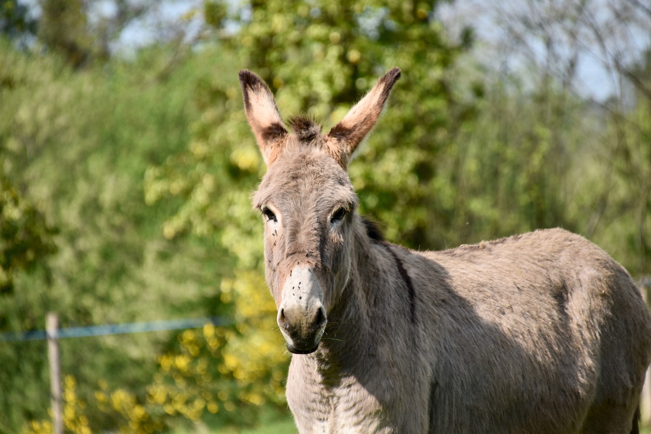 La Unión Africana prohíbe el comercio de piel de burro