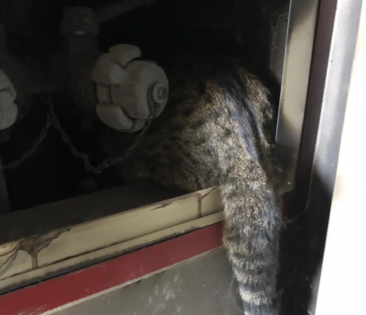 Gato Coco encontrado en el edificio incendiado en Valencia