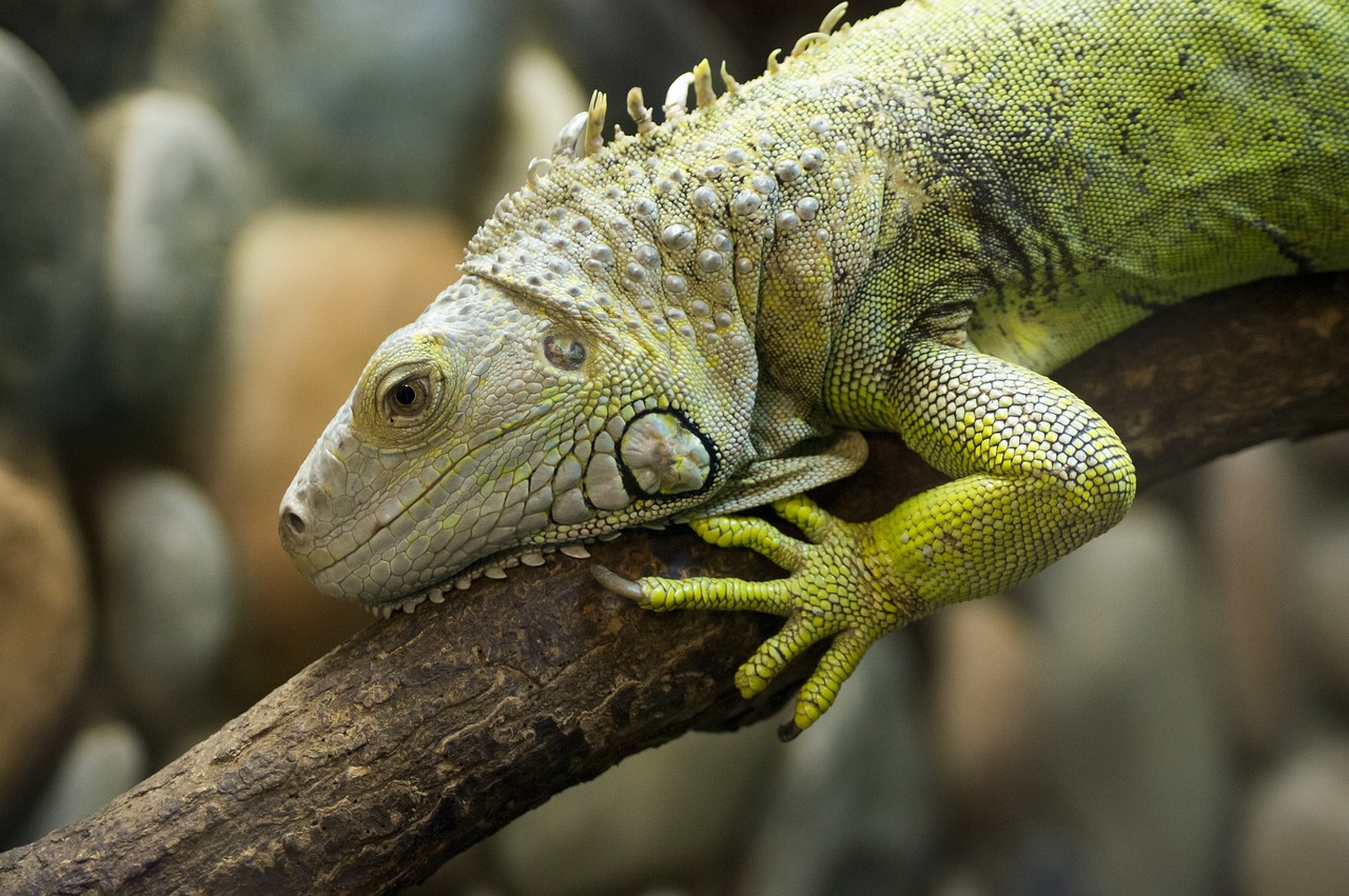 Por qué no puedes tener una iguana en casa