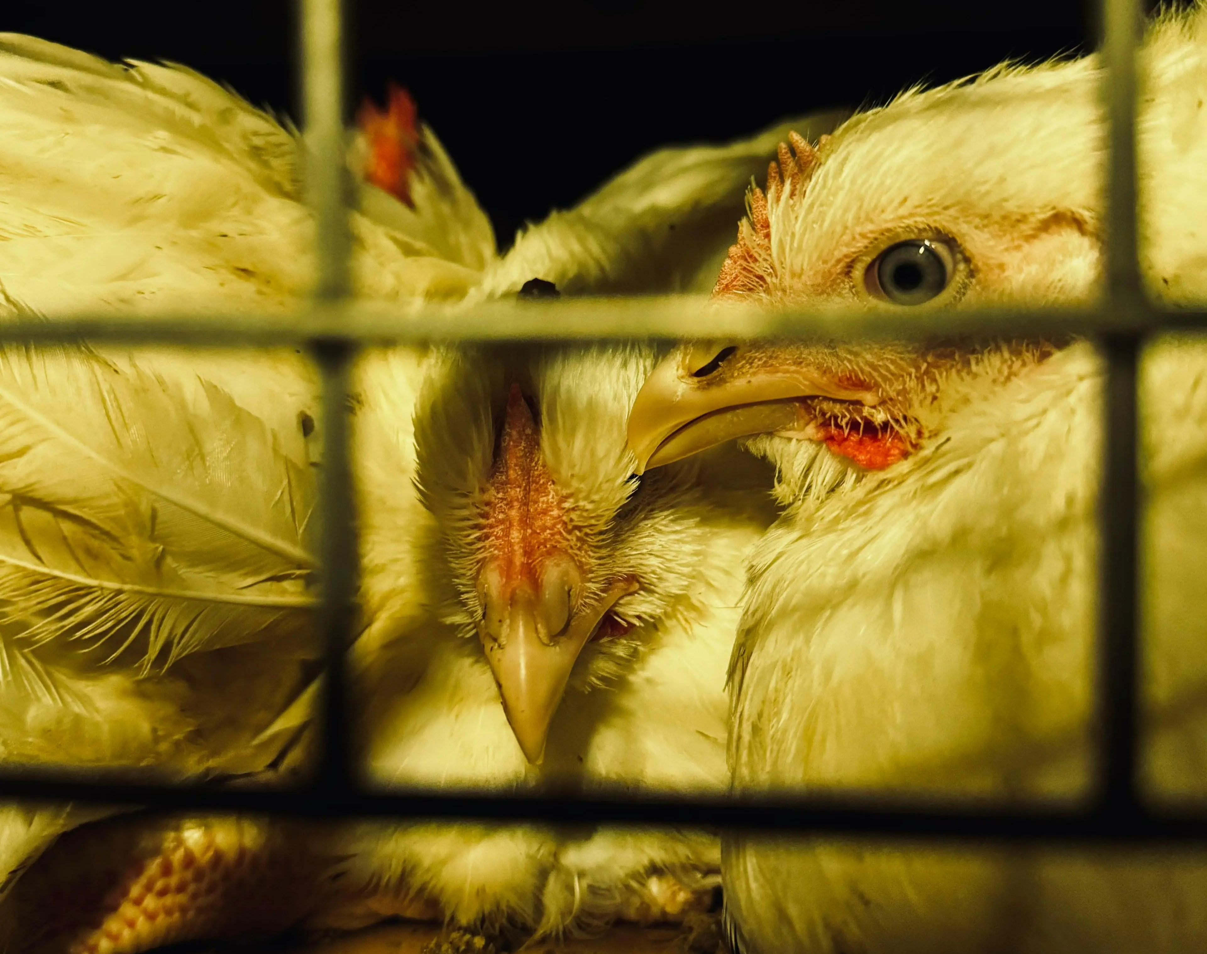 Vigilia en un matadero de pollos