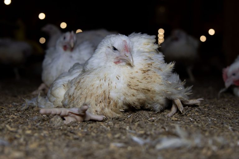 Millones de pollos criados en granjas presentan quemaduras en la piel