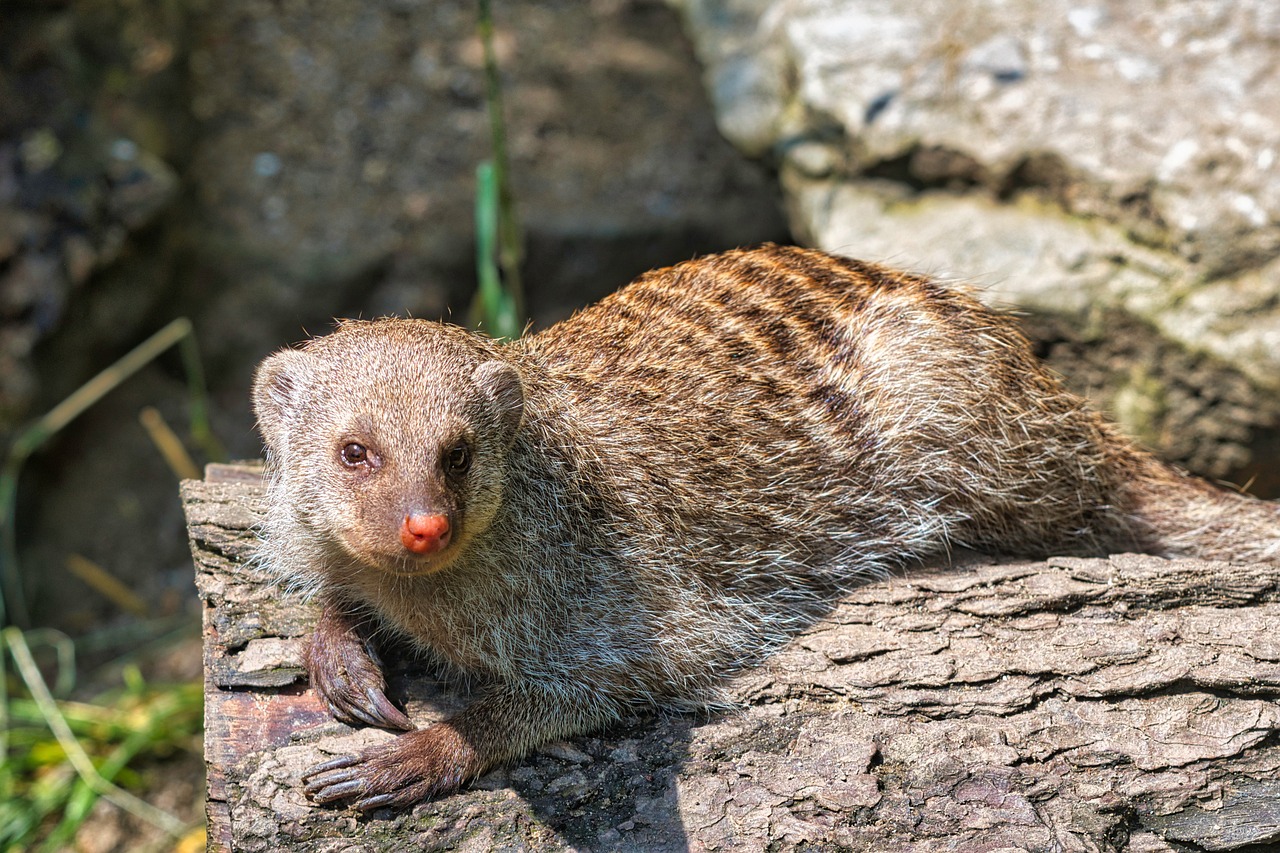 Extremadura declara la guerra al meloncillo
