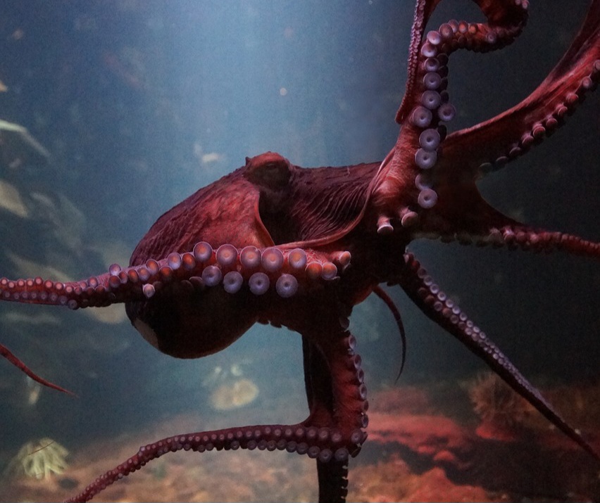 Washington prohíbe la cría de pulpos