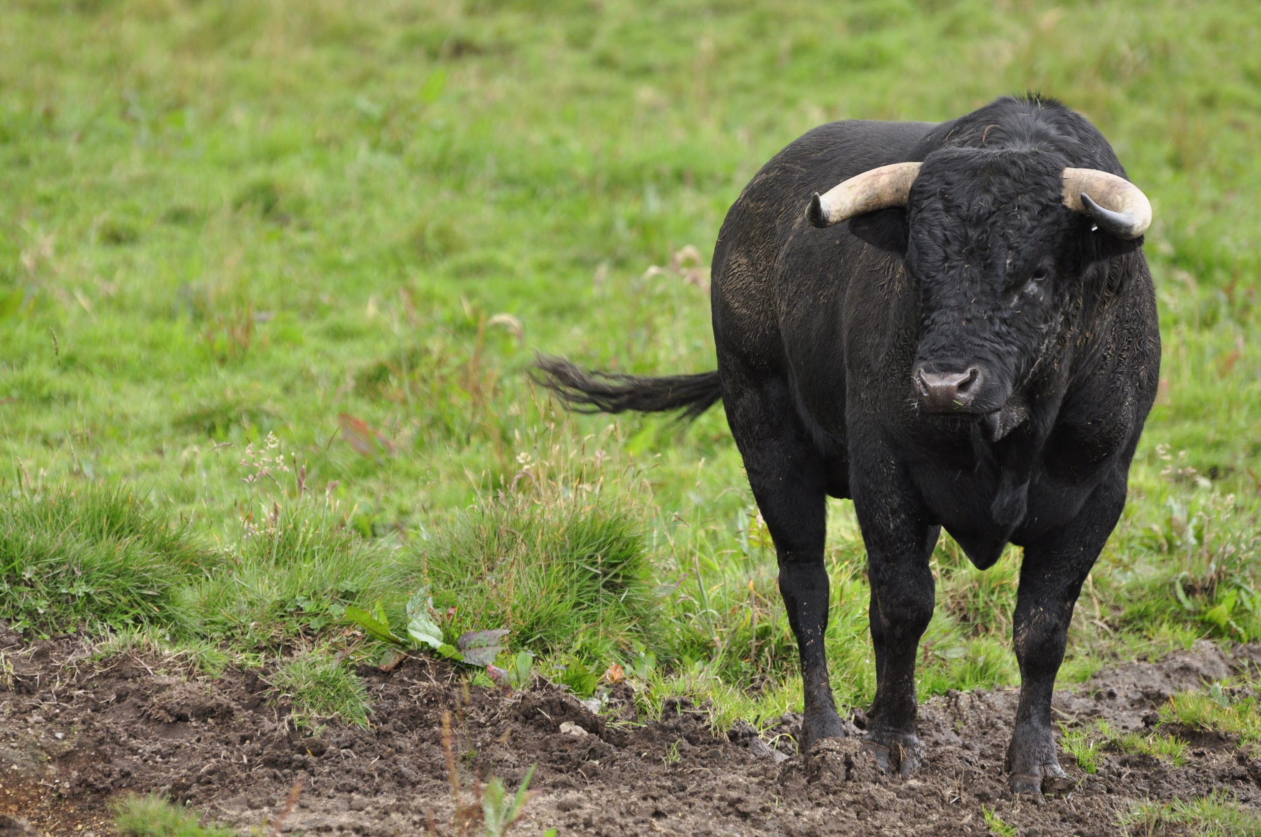 Prohibición de los toros en Colombia