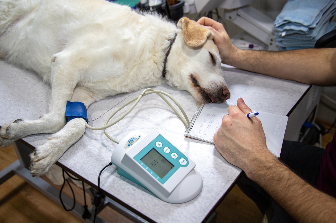Reducir el IVA veterinario