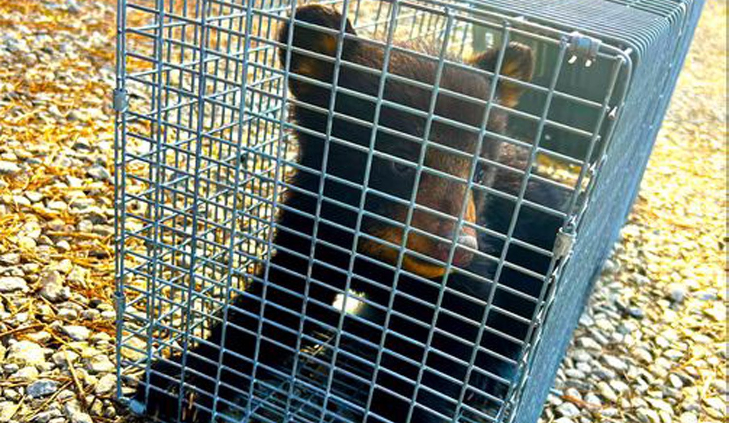 Turistas capturan a un oso negro para hacerse un selfie