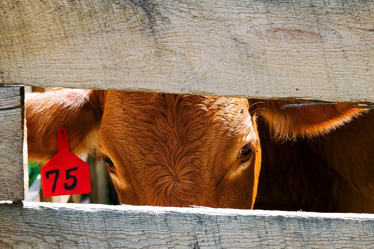 Brasil acuerda con China aumentar las exportaciones de carne de vaca