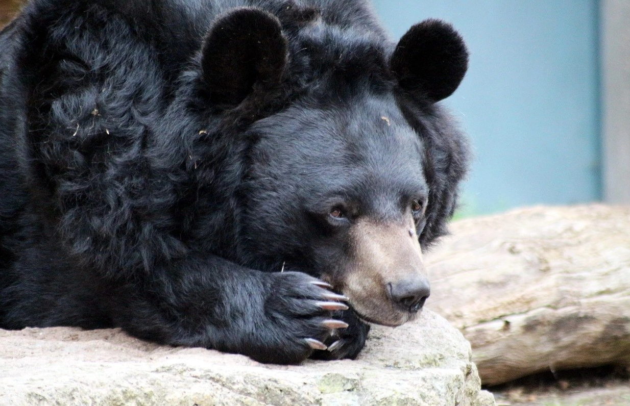 Rescatan a dos osos utilizados en peleas con perros