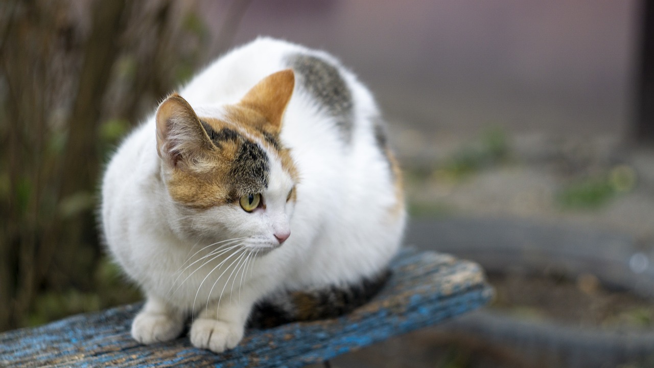 Firma la Declaración Felina