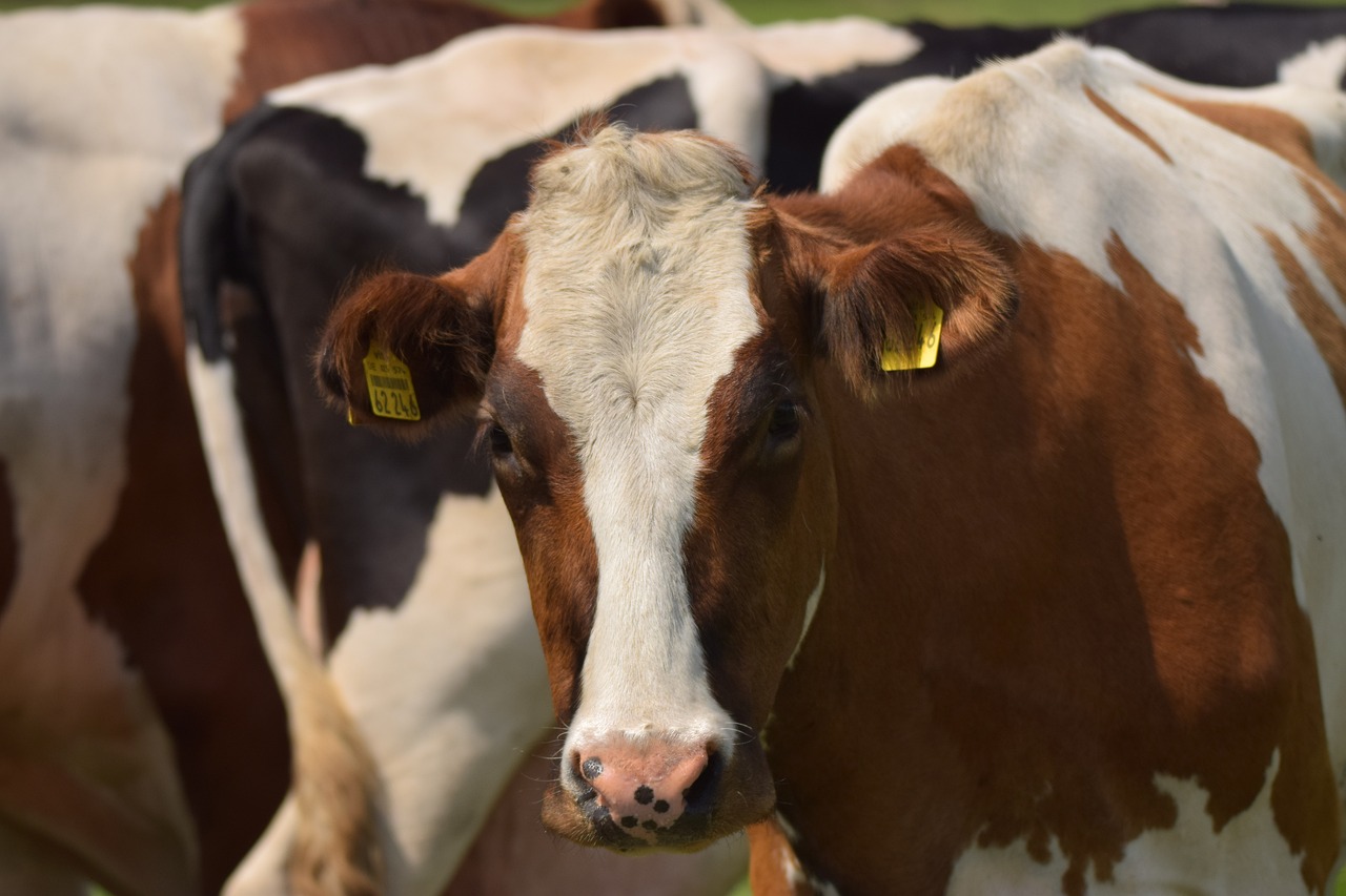 Botulismo en un barco de transporte de vacas