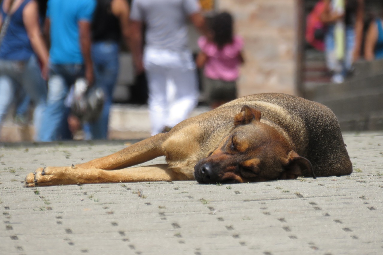 Paso histórico contra el abandono de animales en Croacia: una reforma del Código Penal incluye condenas de prisión para castigarlo