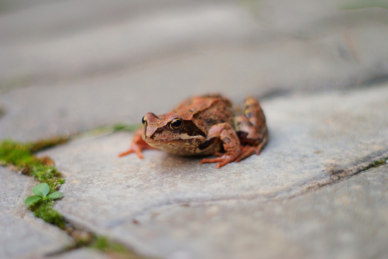 Estudio sobre la comunicación visual de las ranas