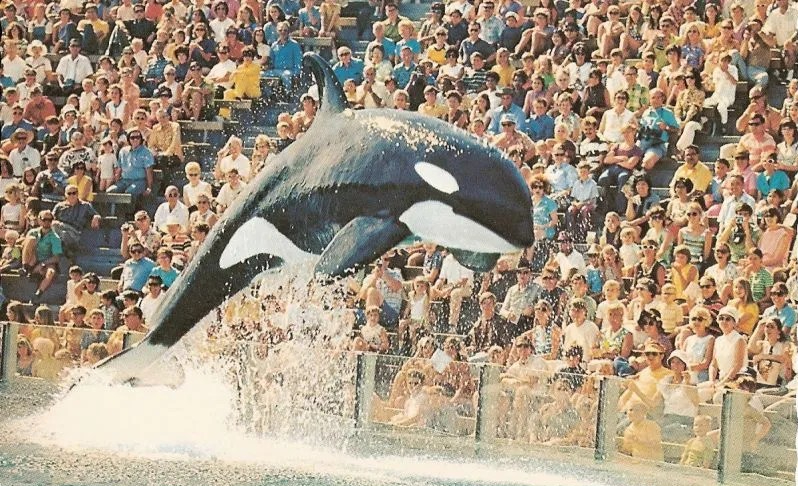 SeaWorld: 60 años de cautividad, explotación y cientos de víctimas