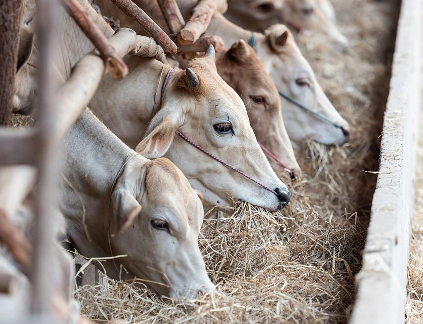 Expertos critican que la FAO se haya olvidado del impacto de la ganadería en su último informe