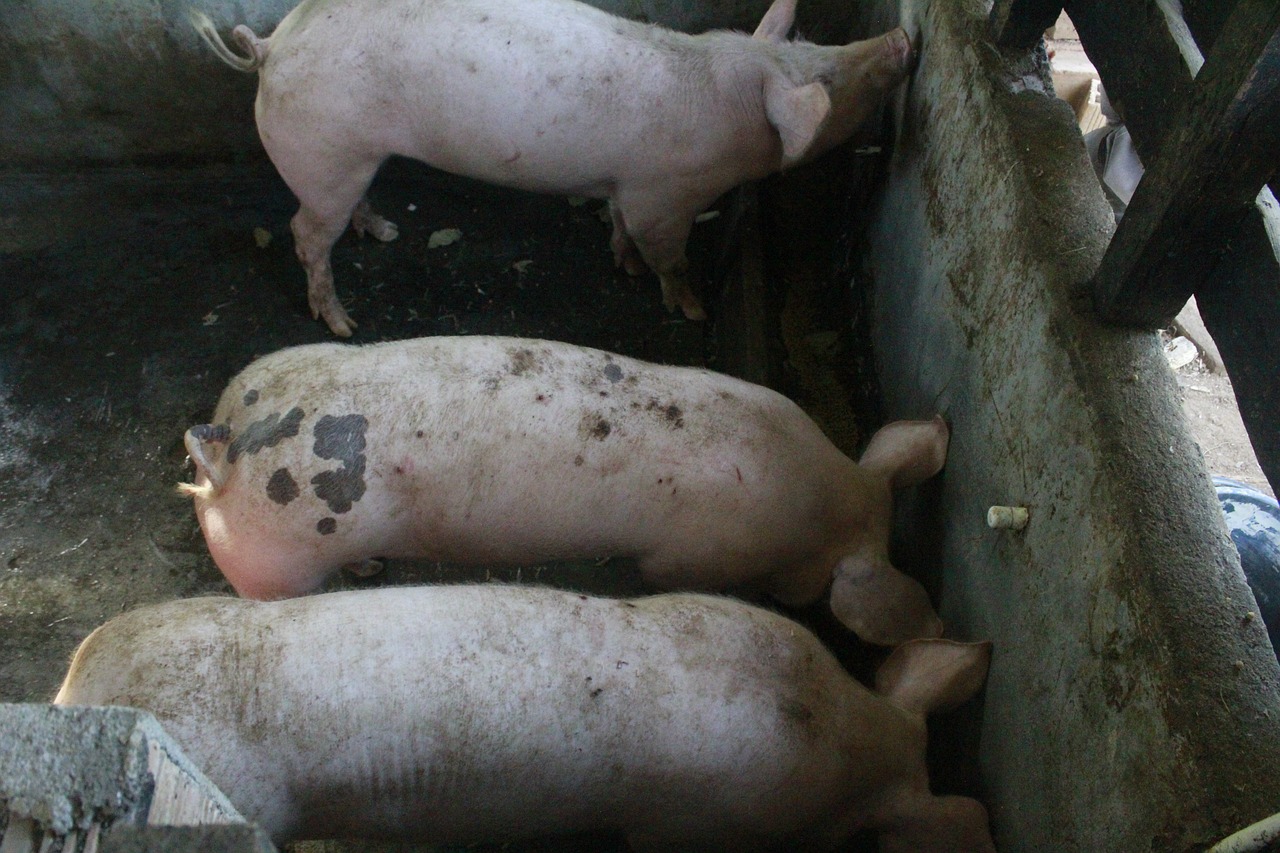 El mayor productor de carne de cerdo europeo admite haber engañado a los consumidores