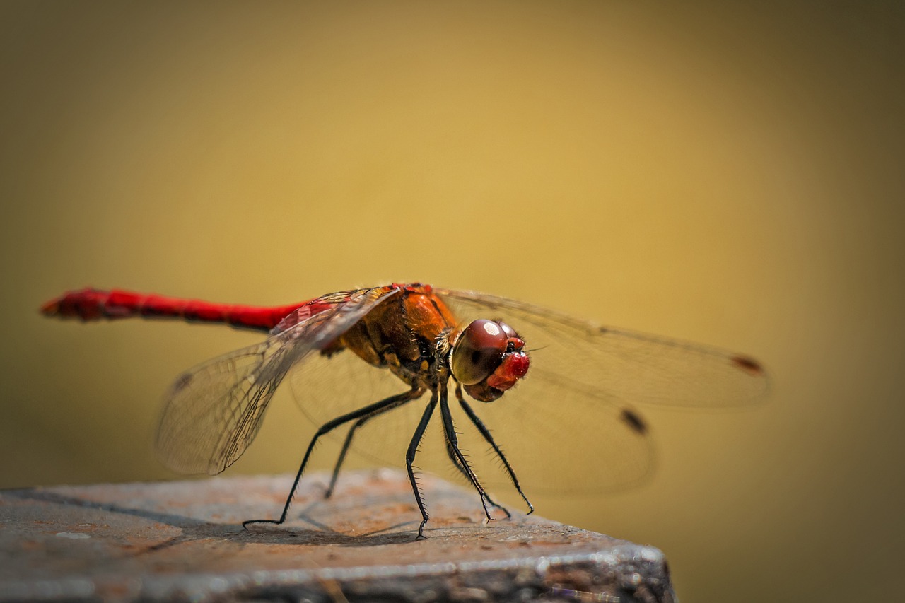 Los insectos tienen conciencia