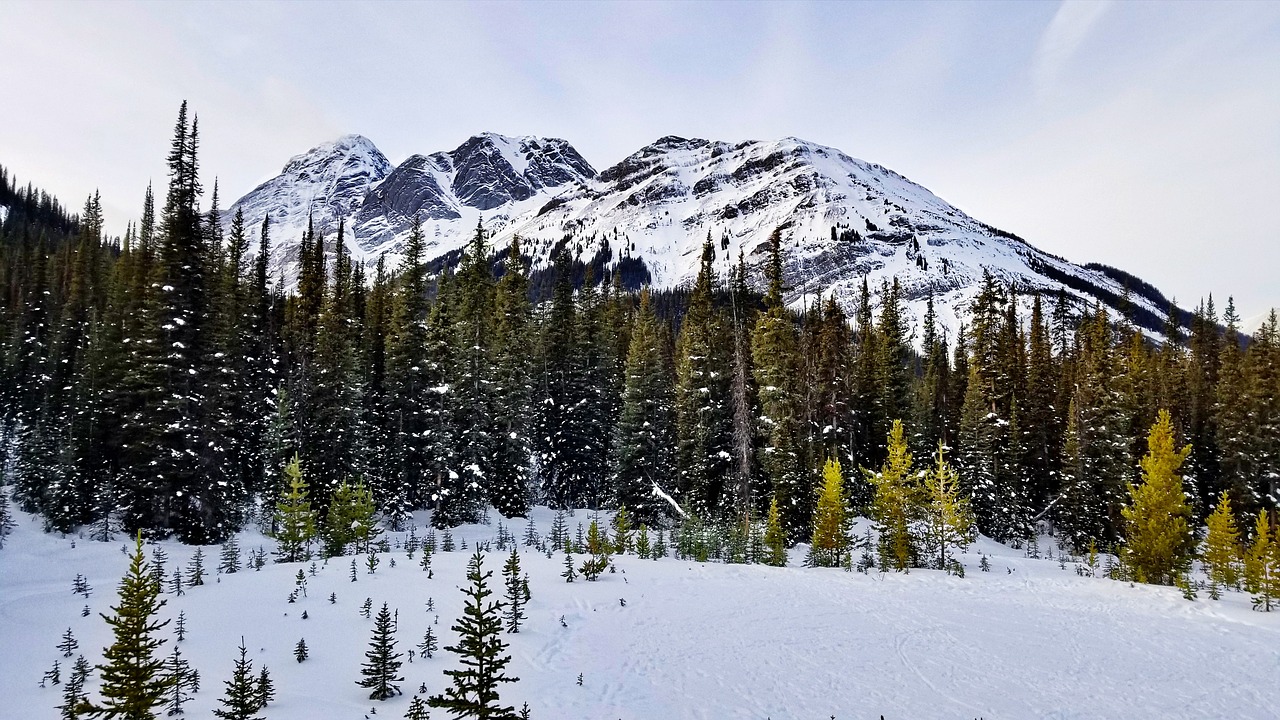 Un pequeño pueblo de Canadá se convierte en el primero del país en firmar el Tratado Plant-Based