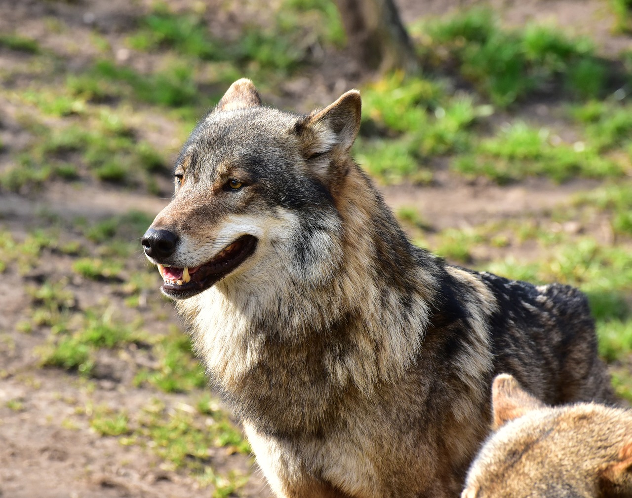Lobos en las Montañas Rocosas