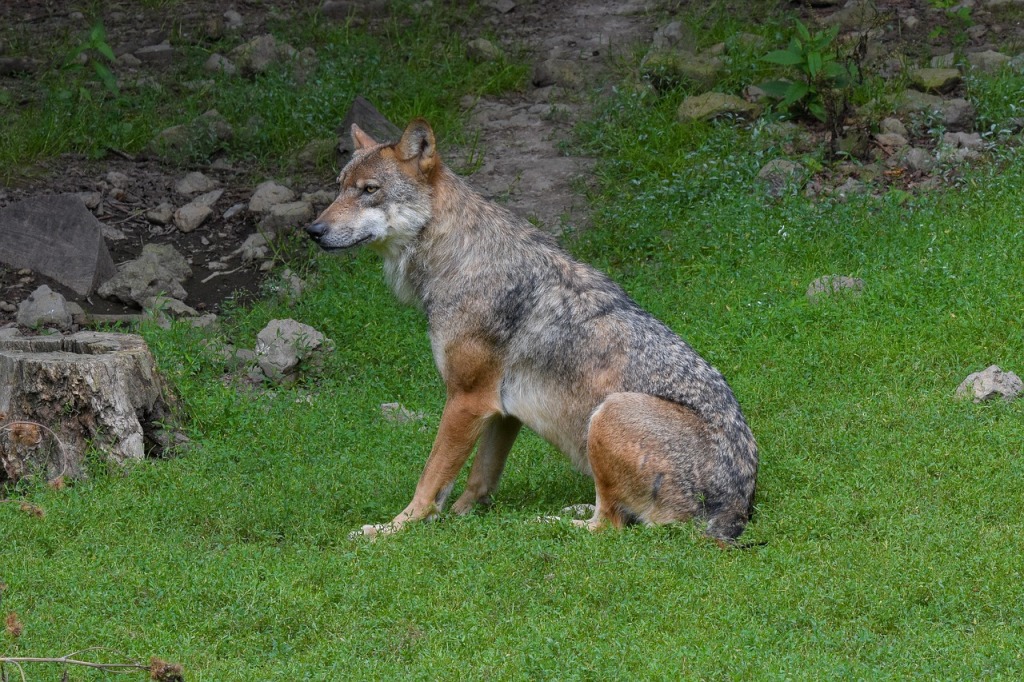 El Congreso da el primer paso para volver a autorizar la caza de lobos