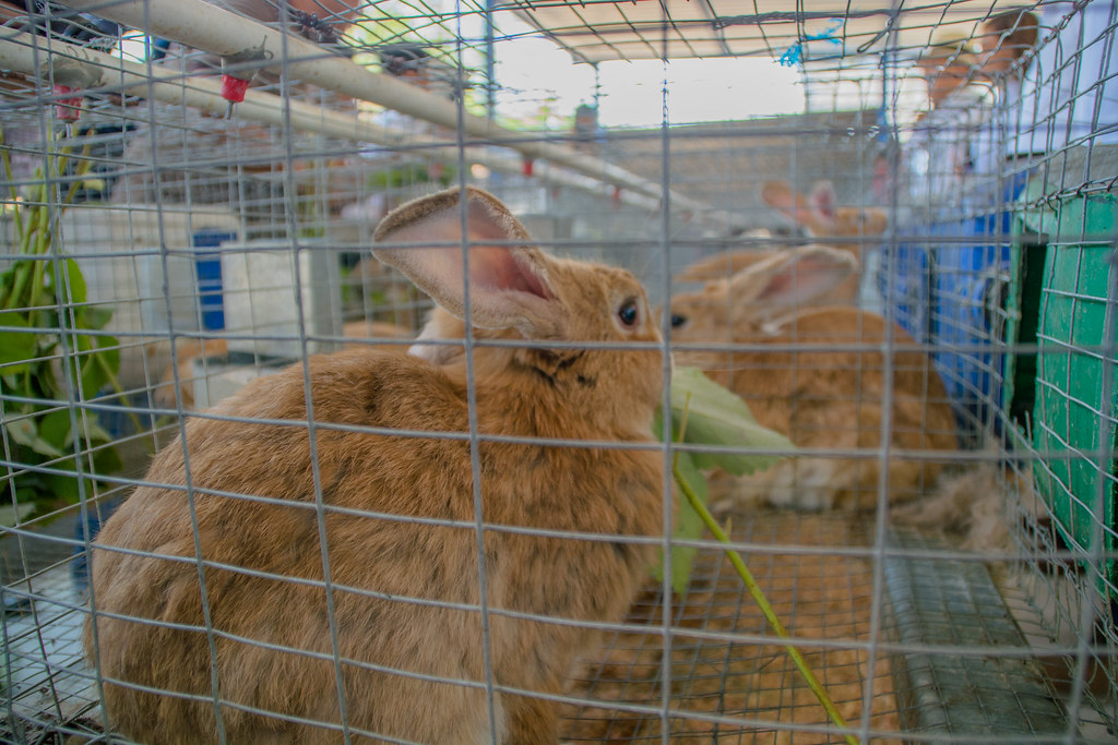 Castilla y León, Cataluña y Galicia lideran la producción de carne de conejo, cuyo consumo no deja de disminuir