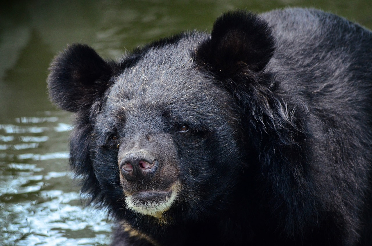 Rescate de un oso negro asiático