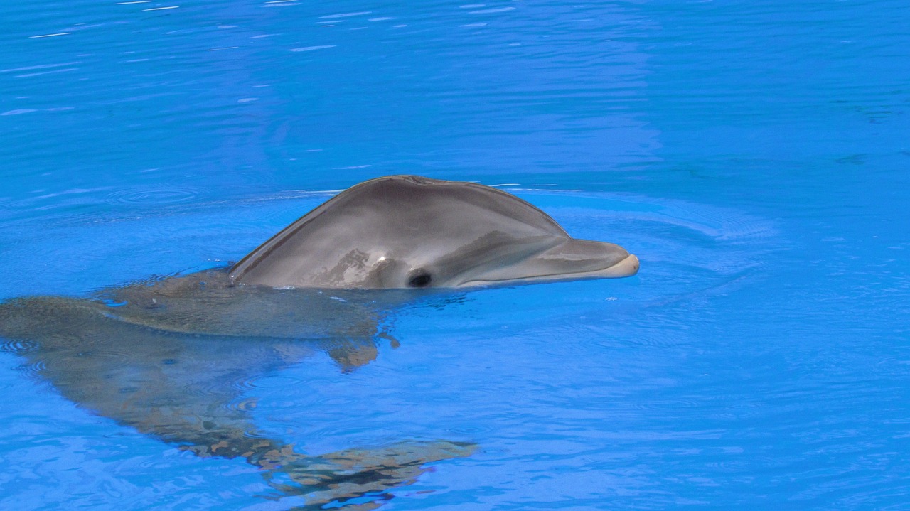 Trasladados a un refugio cinco delfines abandonados en un parque de atracciones de las Bahamas