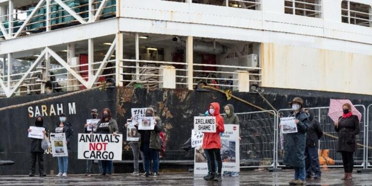 Animalistas logran impedir la exportación de 2000 terneros por vía marítima en Irlanda