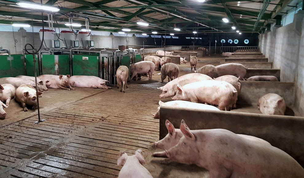 Castilla y León amplía una granja de cerdos