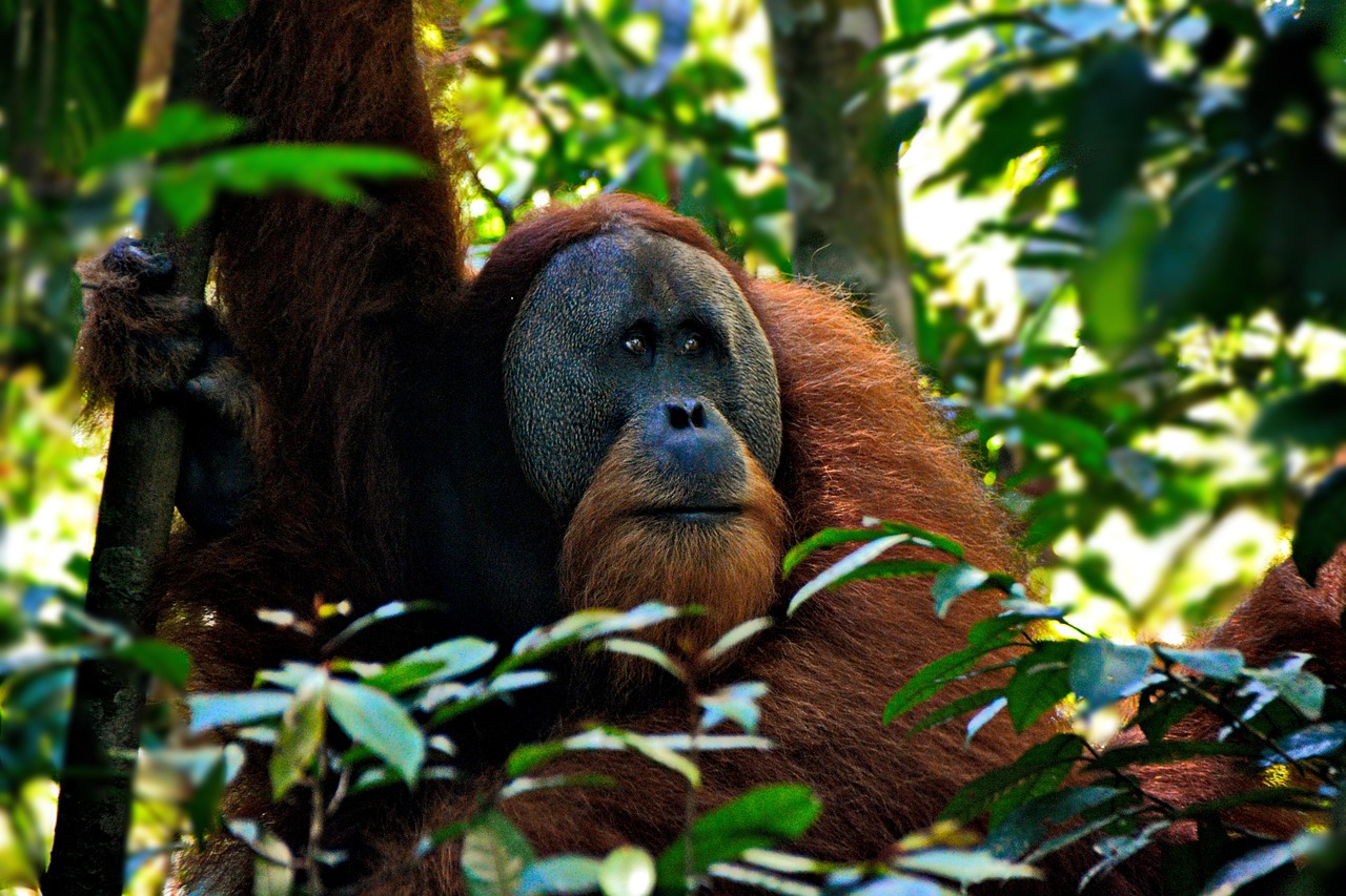 Observan por primera vez a un orangután curándose una herida con una planta medicinal