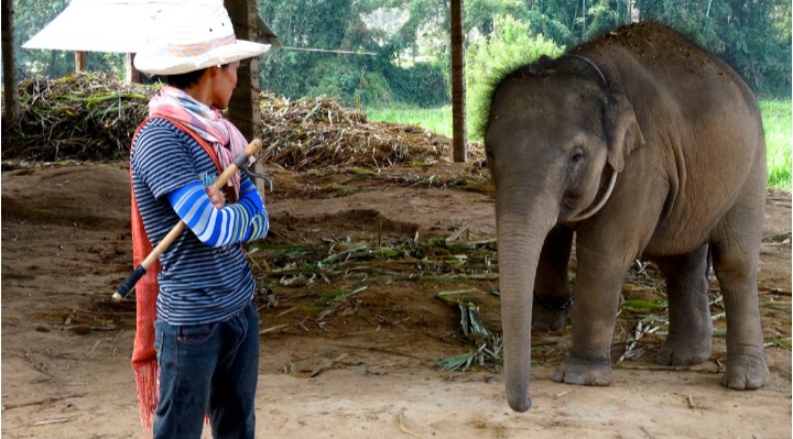 Explotación de elefantes en Tailandia