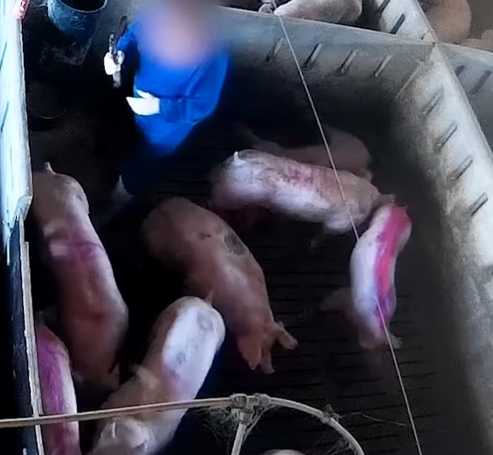 Una nueva investigación en una granja de cerdos de Burgos revela graves abusos contra los animales